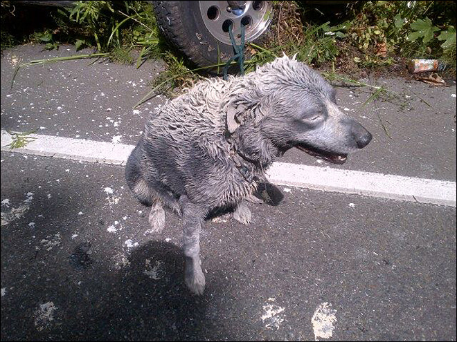 Dog Covered In Paint